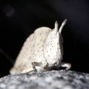 Goniaea sp. (genus) at Canberra Central, ACT - 6 May 2018