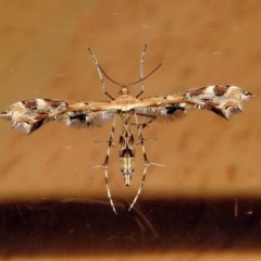 Sphenarches anisodactylus (Geranium Plume Moth) at Macarthur, ACT - 6 May 2018 by RodDeb