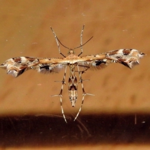 Sphenarches anisodactylus at Macarthur, ACT - 6 May 2018 01:27 PM