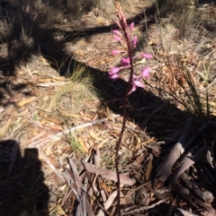 Dipodium roseum (Rosy Hyacinth Orchid) at QPRC LGA - 5 May 2018 by davidmcdonald