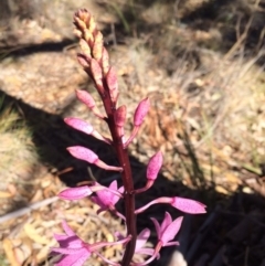 Dipodium roseum at Wamboin, NSW - suppressed