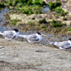 Thalasseus bergii (Crested Tern) at Merimbula, NSW - 29 Apr 2018 by RossMannell