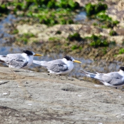 Thalasseus bergii (Crested Tern) at Merimbula, NSW - 29 Apr 2018 by RossMannell