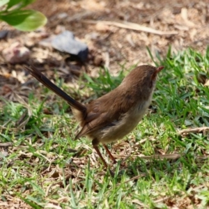 Malurus cyaneus at Merimbula, NSW - 29 Apr 2018