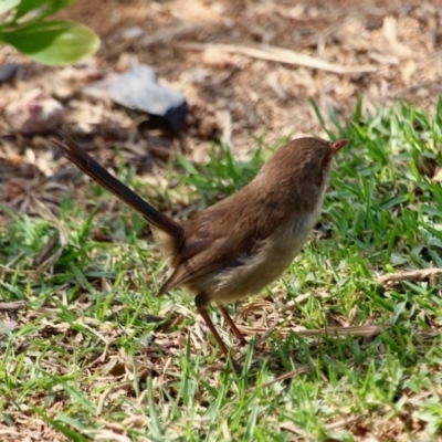 Malurus cyaneus (Superb Fairywren) at Merimbula, NSW - 29 Apr 2018 by RossMannell