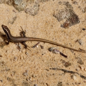 Eulamprus heatwolei at Merimbula, NSW - 29 Apr 2018