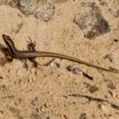 Eulamprus heatwolei (Yellow-bellied Water Skink) at Merimbula, NSW - 29 Apr 2018 by RossMannell