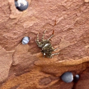 Leptograpsus variegatus at Merimbula, NSW - 29 Apr 2018 01:37 PM