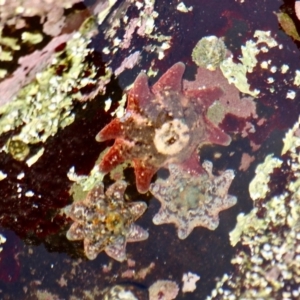 Meridiastra calcar at Merimbula, NSW - 29 Apr 2018