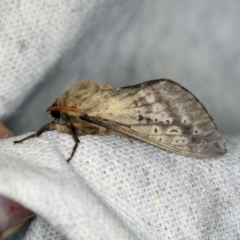 Oxycanus silvanus (Pale Oxycanus) at O'Connor, ACT - 5 May 2018 by ibaird