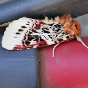 Spodoptera picta at Dignams Creek, NSW - 6 May 2018 12:50 PM