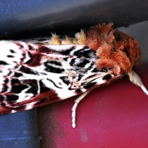 Spodoptera picta at Dignams Creek, NSW - 6 May 2018