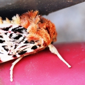 Spodoptera picta at Dignams Creek, NSW - 6 May 2018