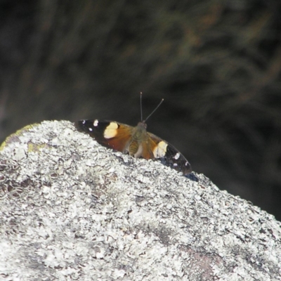 Vanessa itea (Yellow Admiral) at Torrens, ACT - 5 May 2018 by MatthewFrawley