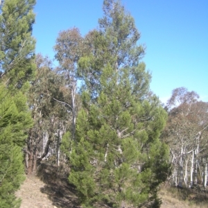 Callitris endlicheri at Kambah, ACT - 6 May 2018 02:05 PM