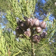 Callitris endlicheri at Kambah, ACT - 6 May 2018 02:05 PM