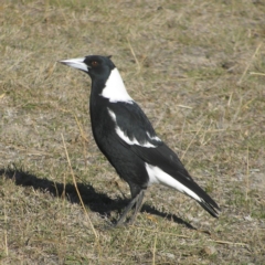 Gymnorhina tibicen (Australian Magpie) at Mount Taylor - 6 May 2018 by MatthewFrawley