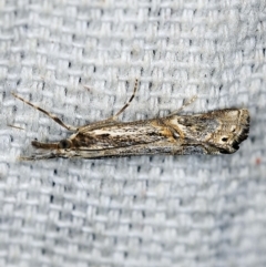 Hednota longipalpella (Pasture Webworm) at O'Connor, ACT - 5 May 2018 by ibaird