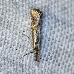 Hednota longipalpella at O'Connor, ACT - 5 May 2018 11:16 PM