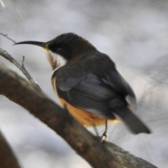 Acanthorhynchus tenuirostris (Eastern Spinebill) at Aranda, ACT - 5 May 2018 by KMcCue