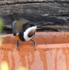 Acanthorhynchus tenuirostris at Aranda, ACT - 5 May 2018 04:31 PM