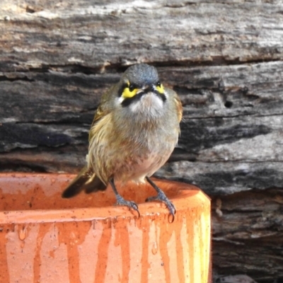 Caligavis chrysops (Yellow-faced Honeyeater) at Aranda, ACT - 5 May 2018 by KMcCue