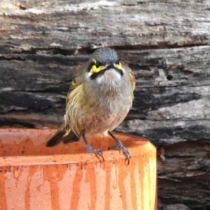 Caligavis chrysops at Aranda, ACT - 5 May 2018