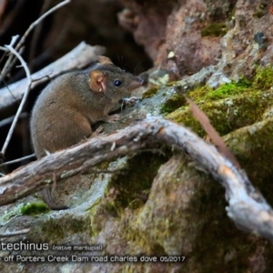 Antechinus stuartii at Morton National Park - 2 May 2018