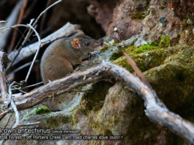 Antechinus stuartii (Brown Antechinus) at Morton National Park - 1 May 2018 by CharlesDove