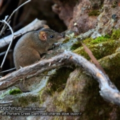 Antechinus stuartii (Brown Antechinus) at Morton National Park - 1 May 2018 by Charles Dove