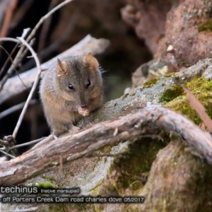 Antechinus stuartii at Morton National Park - 2 May 2018 12:00 AM