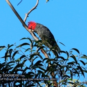 Callocephalon fimbriatum at Morton National Park - 2 May 2018