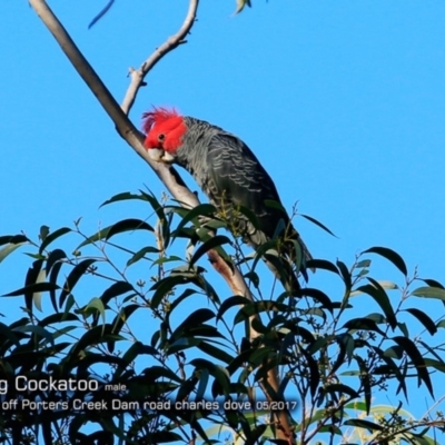 Callocephalon fimbriatum (Gang-gang Cockatoo) at Morton National Park - 1 May 2018 by Charles Dove