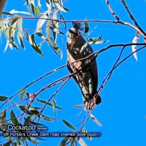 Callocephalon fimbriatum at Morton National Park - 2 May 2018