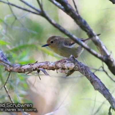 Sericornis magnirostra (Large-billed Scrubwren) at Narrawallee Foreshore and Reserves Bushcare Group - 5 May 2018 by Charles Dove
