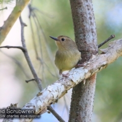 Sericornis magnirostra at Garrads Reserve Narrawallee - 6 May 2018