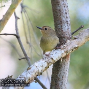 Sericornis magnirostra at Garrads Reserve Narrawallee - 6 May 2018 12:00 AM