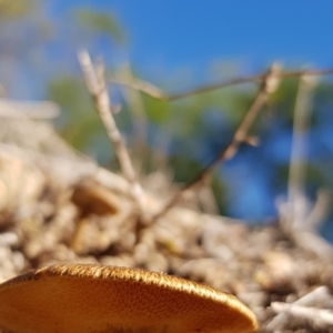 Lentinus arcularius at Molonglo River Reserve - 5 May 2018