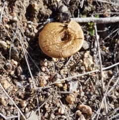 Lentinus arcularius at Molonglo River Reserve - 5 May 2018 10:42 AM