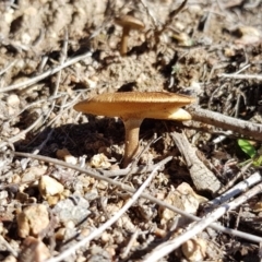 Lentinus arcularius at Molonglo River Reserve - 5 May 2018 10:42 AM