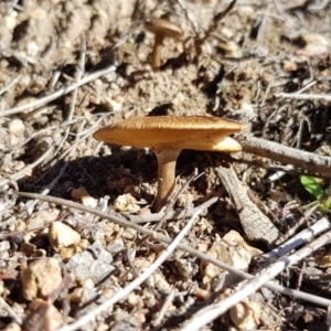 Lentinus arcularius at Molonglo River Reserve - 5 May 2018