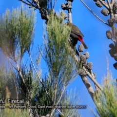 Stagonopleura bella (Beautiful Firetail) at Morton National Park - 2 May 2018 by CharlesDove