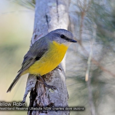 Eopsaltria australis (Eastern Yellow Robin) at Garrads Reserve Narrawallee - 4 May 2018 by Charles Dove