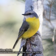 Eopsaltria australis at Garrads Reserve Narrawallee - 5 May 2018