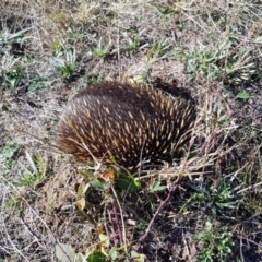 Tachyglossus aculeatus (Short-beaked Echidna) at Molonglo Valley, ACT - 5 May 2018 by ClubFED