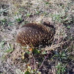 Tachyglossus aculeatus at Molonglo Valley, ACT - 5 May 2018 12:47 PM