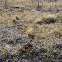 Tachyglossus aculeatus at Molonglo Valley, ACT - 5 May 2018 12:47 PM