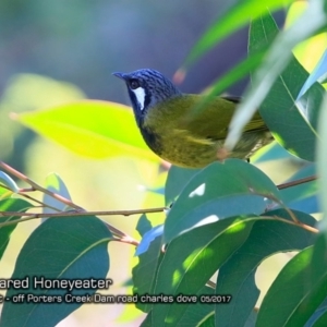 Nesoptilotis leucotis at Morton National Park - 2 May 2018