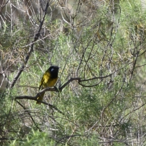 Nesoptilotis leucotis at Majura, ACT - 6 May 2018 01:24 PM