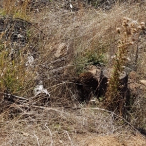 Tachyglossus aculeatus at Molonglo River Reserve - 5 May 2018